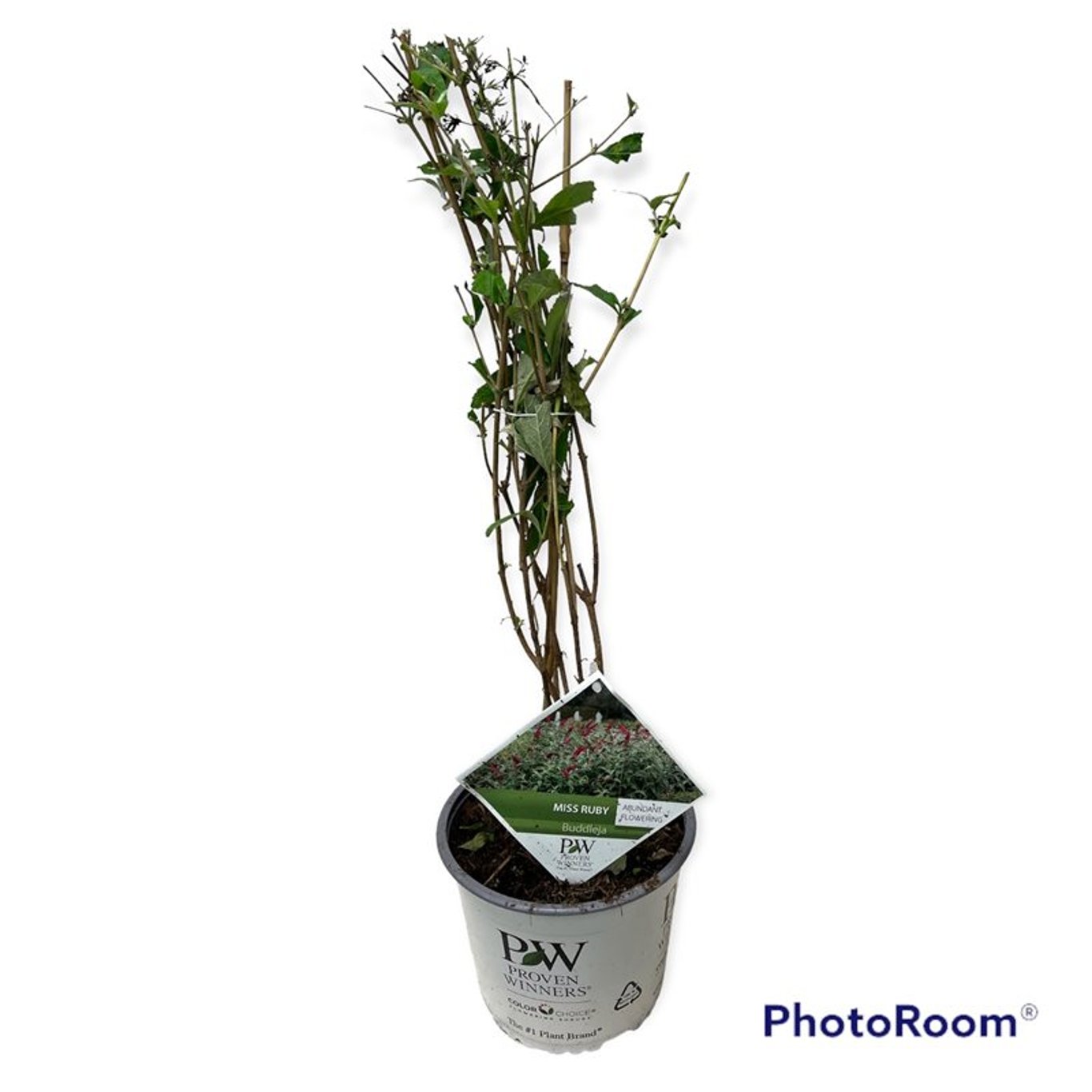 Buddleja dav. 'Miss Ruby' ® - C3 50-60 CM